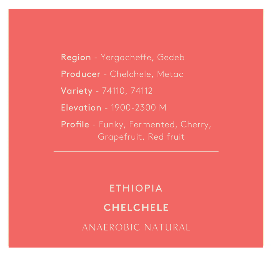 חדש! | אתיופיה צ'לצ'לה | ארומה וטעמים מתוקים | פירות טרופיים | עיבוד נטורל אנארובי | קליה בהירה